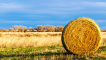 Reconnaissance de l'état de calamité agricole suite à la sécheresse de 2022