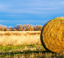 Reconnaissance de l'état de calamité agricole suite à la sécheresse de 2022