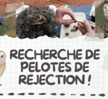Recherche de pelotes de réjection pour l'étude des petits mammifères du Limousin